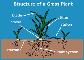 grass_plant_structure